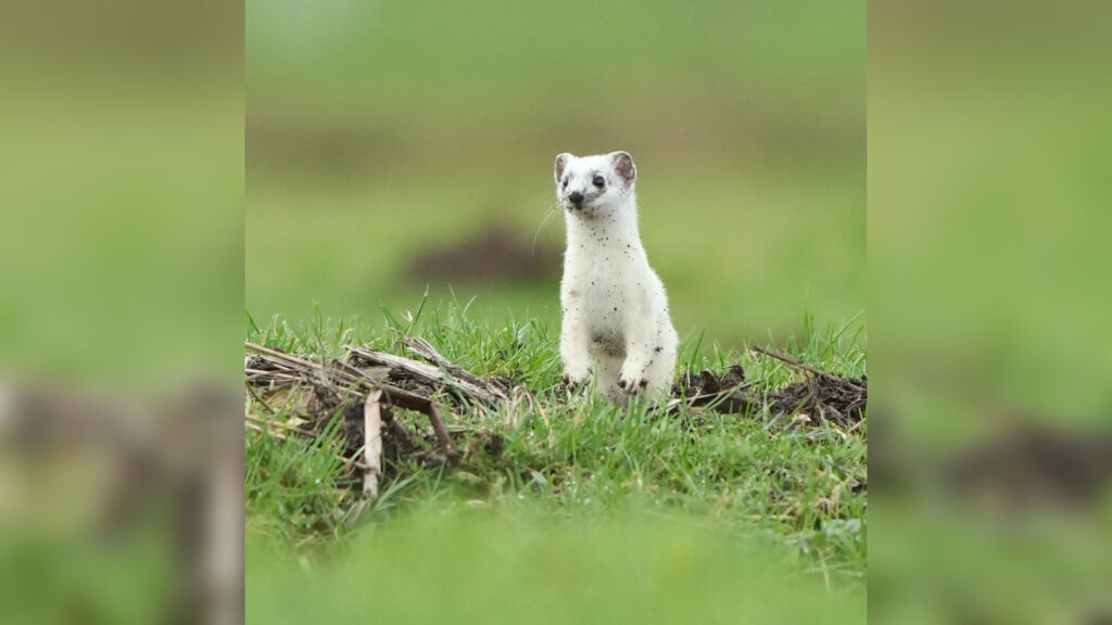 Natuurfotograaf Carola Hart te gast bij De Rarekiek in Middelharnis